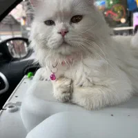 واگزاری گربه نژاد وان