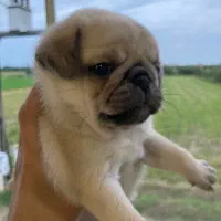 توله پاگ نخودی