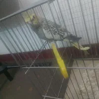 عروس هلندی|پرنده|استهبان, |دیوار