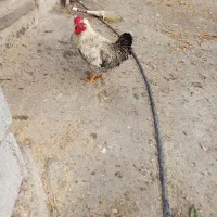 مرغ وخروس لهستانی ولاری