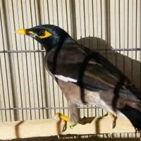 جوجه مینا ۷ماهه(اصل پاکستانی نر)