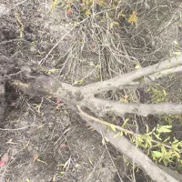 فروش چوب باغی انار