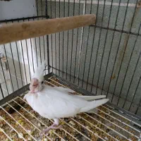 جوجه سرلاکی|پرنده|بندرعباس, |دیوار