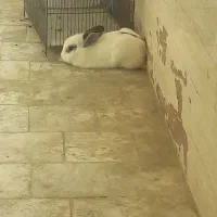فروش خرگوش