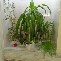 همخونه میشم