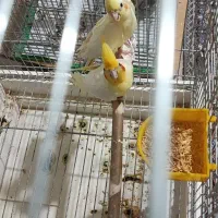 جفت مولد عروس هلندی