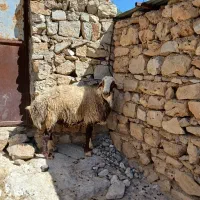 بره ، قوچ|حیوانات مزرعه|هندمینی, |دیوار