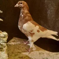 کفتر|پرنده|شیراز, شهرک فرزانگان|دیوار