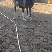 بوقلمون|حیوانات مزرعه|علی‌آباد کتول, |دیوار