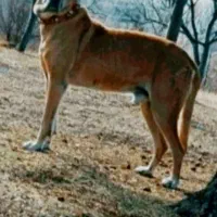 واگذاری سگ سرابی گوسفندی درشت