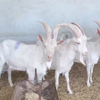 نر بز سانن اصل سوپر
