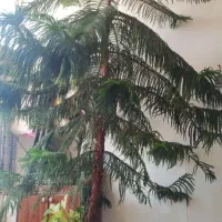 گل کاج مطبق
