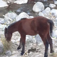 کره اسب|اسب و تجهیزات اسب‌سواری|طالقان, |دیوار