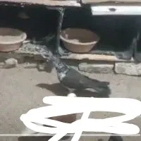 گمشده فرحزاد