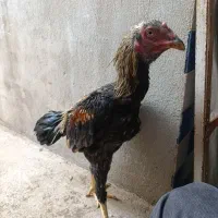 جوجه لاری اس|حیوانات مزرعه|نکا, |دیوار