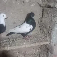 سینه سیاه نرپیس ککیل وکلفه ماده|پرنده|نمین, |دیوار