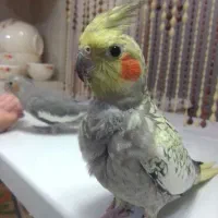 یک جفت عروس هلندی دستی|پرنده|طرقبه, |دیوار