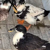 ۲ عدد اردک ماده تخم گذار بالغ