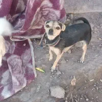 واگذاری سگ پوست اسبی خیلی کوتاه و کوچولو گوش تیز