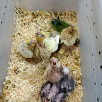 جوجه  گرینچیک عروس لوتینو برزیلی