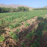 زمین-کشاورزی-ابی-درجه-یک-پایین-تر-از-خدمات