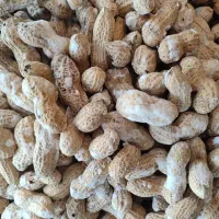 بادام زمینی نمیکی آجیل تخمه وو باقیمت باور نکردنی|خوردنی و آشامیدنی|شاهینشهر, طالقانی|دیوار