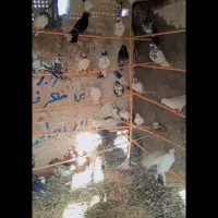 کفتر پرشی|پرنده|کاشان, راوند|دیوار