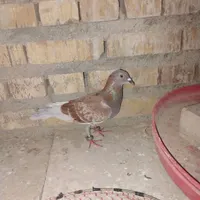 کبوتر قورگی ماده