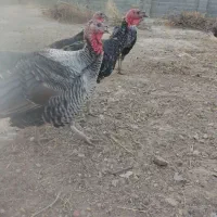 بقلمون نرماده