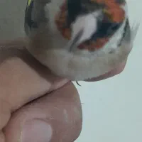 سهره نر کرمانشاه