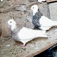 طوقی|پرنده|مسجد سلیمان, |دیوار