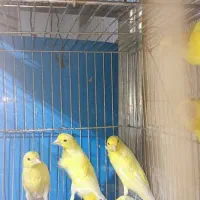 قناری وعروس هلندی کار|پرنده|پیر بکران, |دیوار