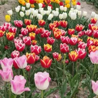 پیاز لاله هلندی سازگار با اقلیم ایران