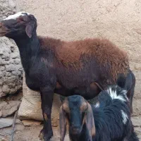 قوچ