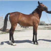 کره اسب مادیون اسب ترکمن