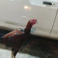 خروس لاری|حیوانات مزرعه|نگین شهر, |دیوار