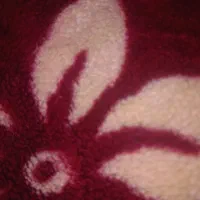 دستگاه جوجه کشی فروشی