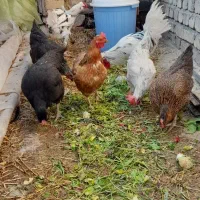 پنج عدد مرغ تخم گذار و دوتا خروس گلین