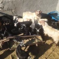 برهنر بزغالهنر|حیوانات مزرعه|کاشان, فاز ۲ ناجی آباد|دیوار