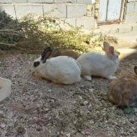 حراج خرگوش|موش و خرگوش|فیروزآباد (فارس), |دیوار