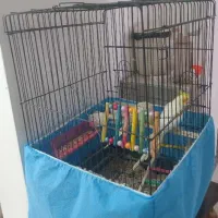 یک جفت عروس هلندی با قفس