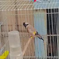 سهره|پرنده|اهواز, یوسفی|دیوار