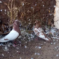 فروش کبوتر سینه ای