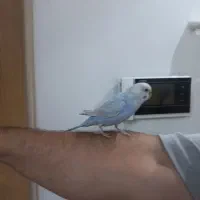 مرغ عشق سخنگو مثل کاسکو