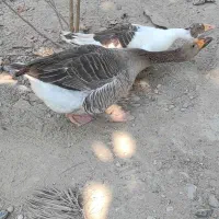 غاز|حیوانات مزرعه|میناب, |دیوار