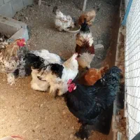 تخم نطفه دارمرغ برهما|حیوانات مزرعه|نجفآباد, صالح آباد|دیوار