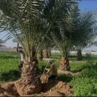 فروش نخل خرما همه نمونه  ارسال رایگان|خدمات باغبانی و درختکاری|اصفهان, آبشار|دیوار