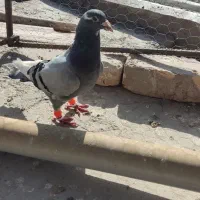 نر زرد نر دم نقره ای|پرنده|کرمان, |دیوار