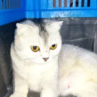 گربه|گربه|تهران, زیبادشت|دیوار