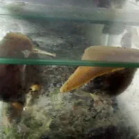 فورش حلزون تراپی اچتینا آلبینو|خزنده|خرمدره, |دیوار